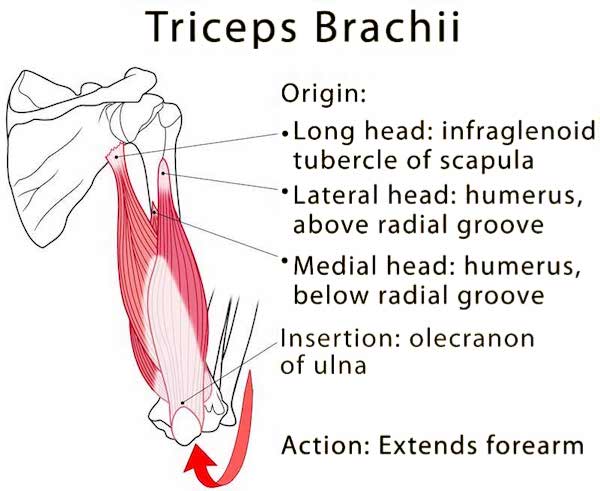 Increase The Size Of Your Triceps : Tips For Bigger Triceps — MO ...